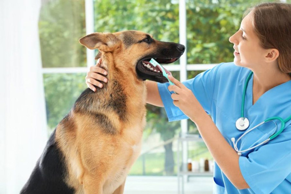 The Importance of Dental Care in Dogs